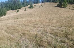 Teren extravilan, 50.000 mp, zona Vatra Dornei