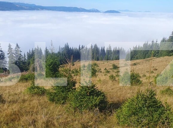 Teren de vânzare Vatra Dornei - 206313TV | BLITZ Suceava | Poza4