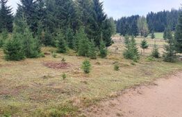 Cabana din bustean masiv si o suprafata de teren de 9000 mp in Vatra Dornei