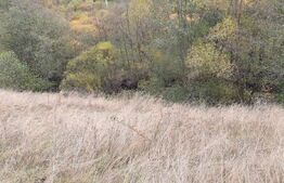 Teren intravilan, 4000 mp, zona Panaci - Vatra Dornei