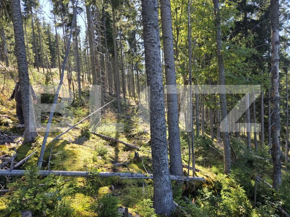 Teren de vânzare Vatra Dornei - 208691TV | BLITZ Suceava | Poza3