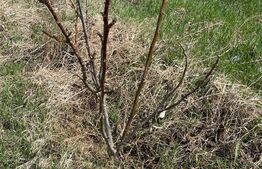 Teren agriol 11550 mp, livada nuci, Musenita