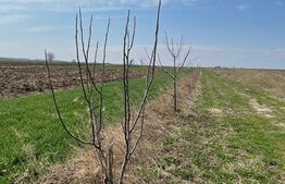 Teren agriol 11550 mp, livada nuci, Musenita