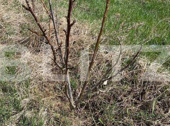 Teren de vânzare Nord - 95587TV | BLITZ Suceava | Poza4