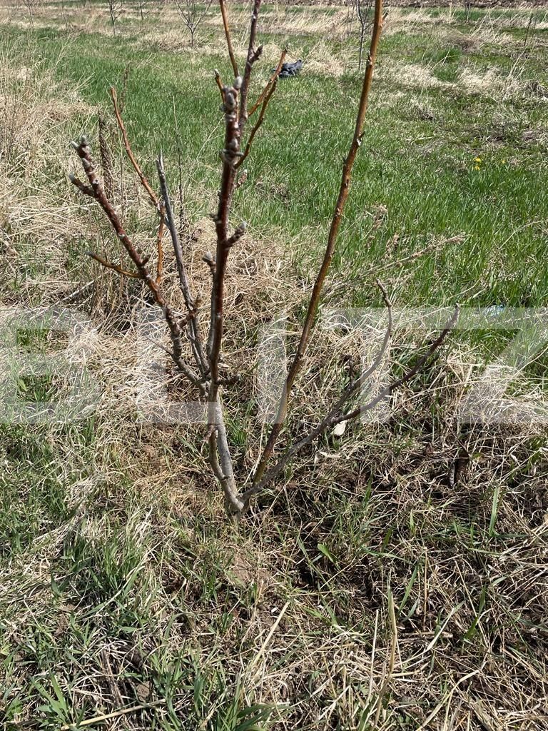 Teren de vânzare Nord - 95587TV | BLITZ Suceava | Poza4