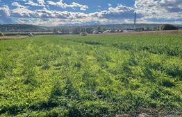 Teren intravilan 6400 mp,parcelabil in functie de preferinte in cartierul Burdujeni, zona Laniste