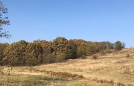 Oportunitate! Teren intravilan, 5825 mp, Dragomirești