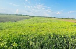 Teren 5500mp,extravilan,sat Dimoiu