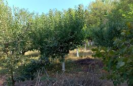 Casa individuala 100 mp, teren 1912 mp, Dragodana