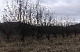 Teren intravilan, 1037 mp, Viforata