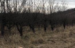 Teren intravilan, 3278mp, Viforata 