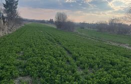 Teren Intravilan 3250mp, zona  Mogosesti