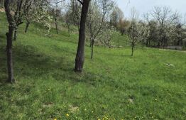 Vilă Panoramică Runcu