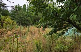 Teren extravilan 17524 mp, expunere sudica, Viforata