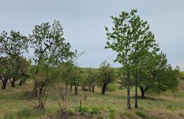 Teren extravilan 17524 mp, expunere sudica, Viforata