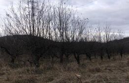 Teren de vânzare Exterior Est - 112836TV | BLITZ Târgoviște | Poza5