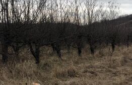 Teren de vânzare Nord-Est - 187635TV | BLITZ Târgoviște | Poza4