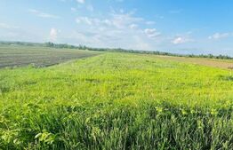 Teren 5500mp extravilan,Sat Dimoiu