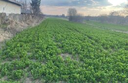 Teren Intravilan 3250mp, zona Mogosesti