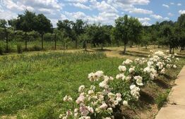 Vila 5 camere achizitie ideala pentru parinti sau familie 