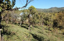 Teren cu priveliște superba , livadă și potențial căsuțe de vacanță