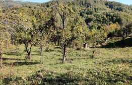 Teren cu priveliște superba , livadă și potențial căsuțe de vacanță