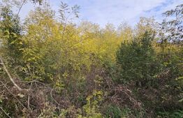 Teren intravilan in Comuna Razvad 1950mp cu acces la principala