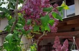 Casa Matăsaru suprafață construită 147 mp teren 890 mp + teren extravilan 6000mp