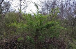 Teren partial intravilan, 8975 mp in Gura Foii