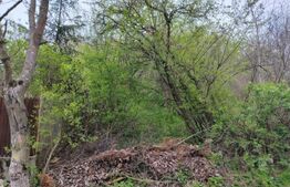 Teren 8975 mp in Gura Vaii