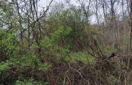 Teren 8975 mp in Gura Vaii