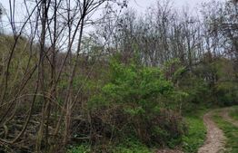 Teren 8975 mp in Gura Vaii