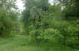 Teren intravilan Cucuteni