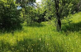 Teren intravilan Pietrosita