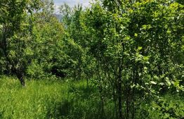 Teren intravilan Pietrosita