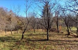 Oportunitate de investiție agricolă – Teren extravilan de 29.863 mp cu livadă