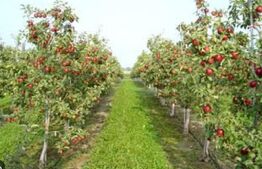 Oportunitate de investiție agricolă– Livadă de meri pe rod, în Comuna Pucheni