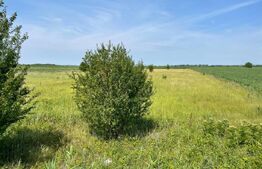 Teren extravilan, 4.994 mp, Targoviste 