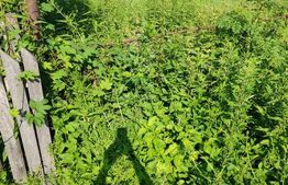 Teren intravilan, 1049 mp – Cobia, sat Mislea – ieșire la pădure