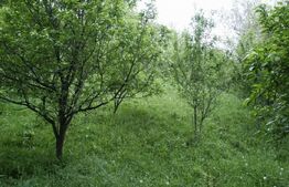 Teren de vânzare, 884 mp, zona Runcu 