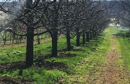 🍎 Teren mixt -construibil (intravilan) + livadă matură (Extravilan) – La DN 72A