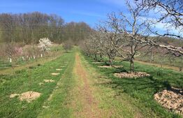 🍎 Teren mixt -construibil (intravilan) + livadă matură (Extravilan) – La DN 72A