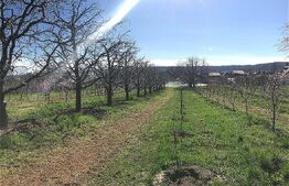 🍎 Teren mixt -construibil (intravilan) + livadă matură (Extravilan) – La DN 72A