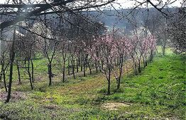 🍎 Teren mixt -construibil (intravilan) + livadă matură (Extravilan) – La DN 72A