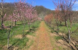 🍎 Teren mixt -construibil (intravilan) + livadă matură (Extravilan) – La DN 72A