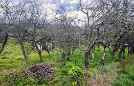 🍏 Teren Construibil 2900 mp cu 2 deschideri la asfalt – livadă matură, DN 72A