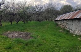 🍏 Teren Construibil 2900 mp cu 2 deschideri la asfalt – livadă matură, DN 72A