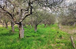 🍏 Teren Construibil 2900 mp cu 2 deschideri la asfalt – livadă matură, DN 72A