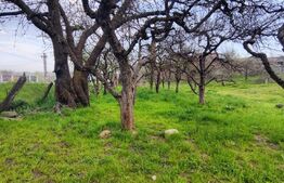 🍏 Teren Construibil 2900 mp cu 2 deschideri la asfalt – livadă matură, DN 72A