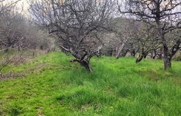 🍏 Teren Construibil 2900 mp cu 2 deschideri la asfalt – livadă matură, DN 72A